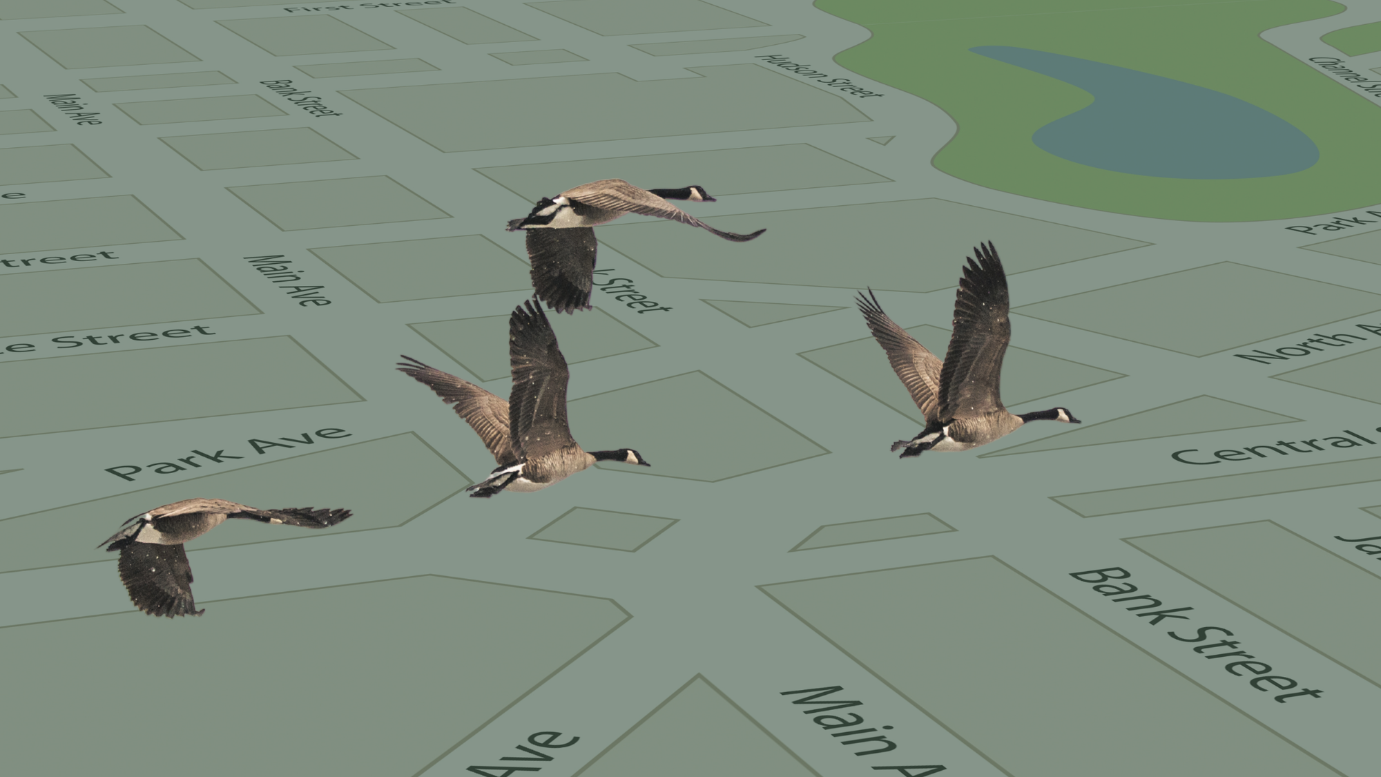 Image of four geese flying superimposed over a digital street map.