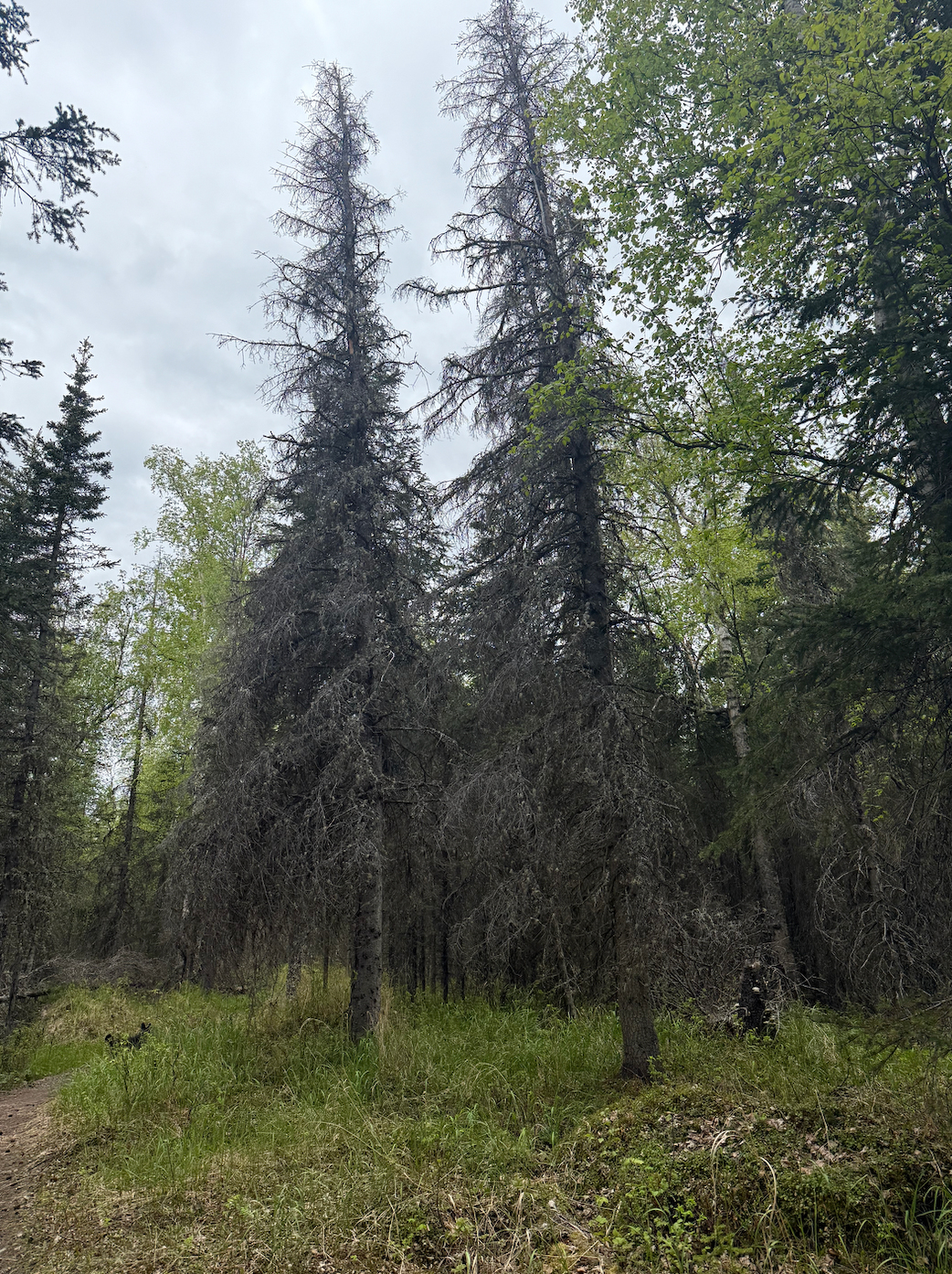 Two dead spruce in a grassy clearing in the woods.