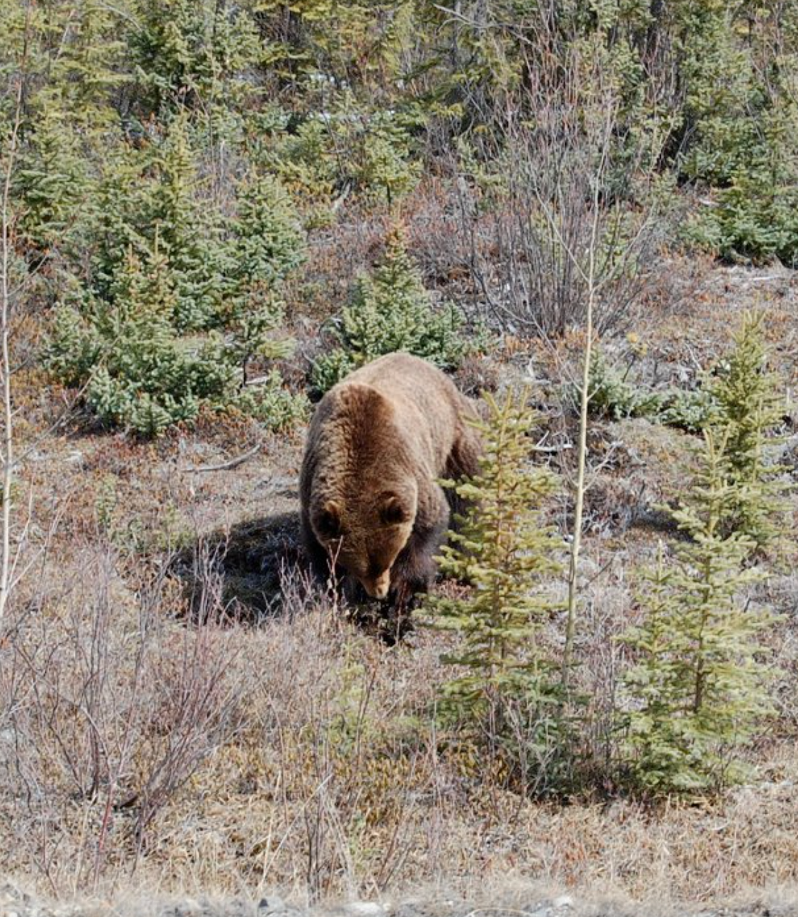 Large brown bear with nose down walking toward the camera among some brown grass and small spruce trees.