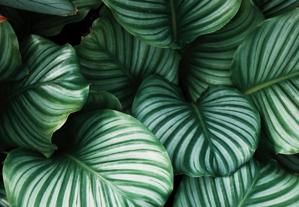 Midweek Gentle Turning Practice: Speaking with Plants (part 2)