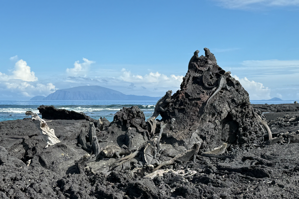 Dozens of marine iguanas piled onto lava rock. They blend in with their dark, crackled skin. The ocean and another island are in the background.