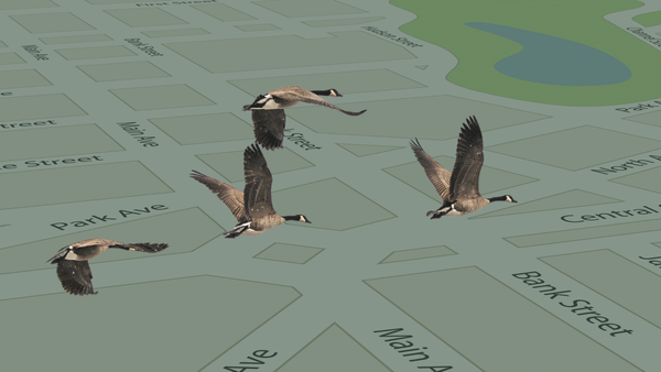 Image of four geese flying superimposed over a digital street map.