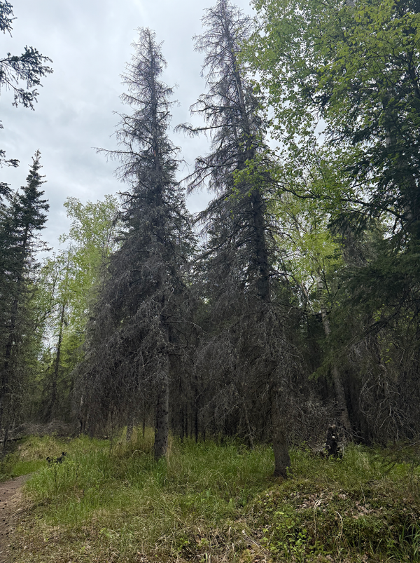 Two dead spruce in a grassy clearing in the woods.
